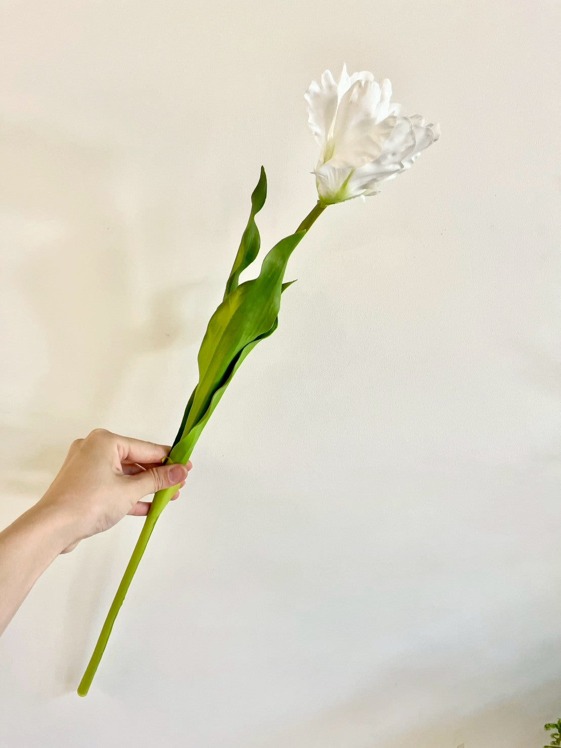 オウムチューリップ　ホワイト