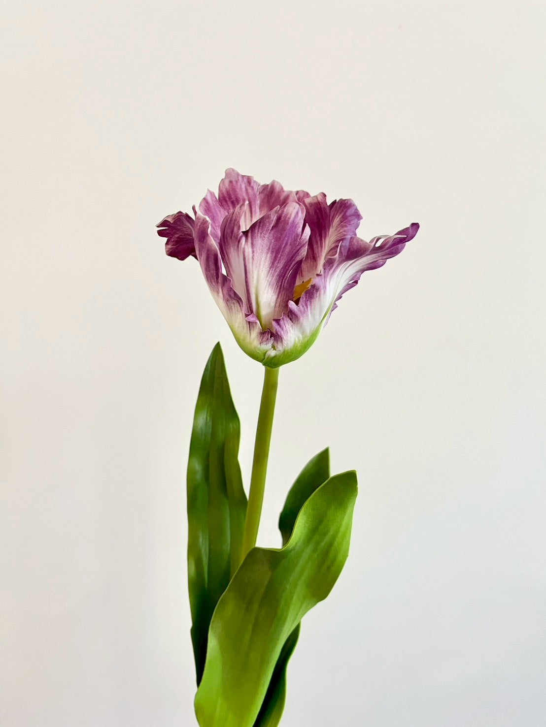 オウムチューリップ　パープル