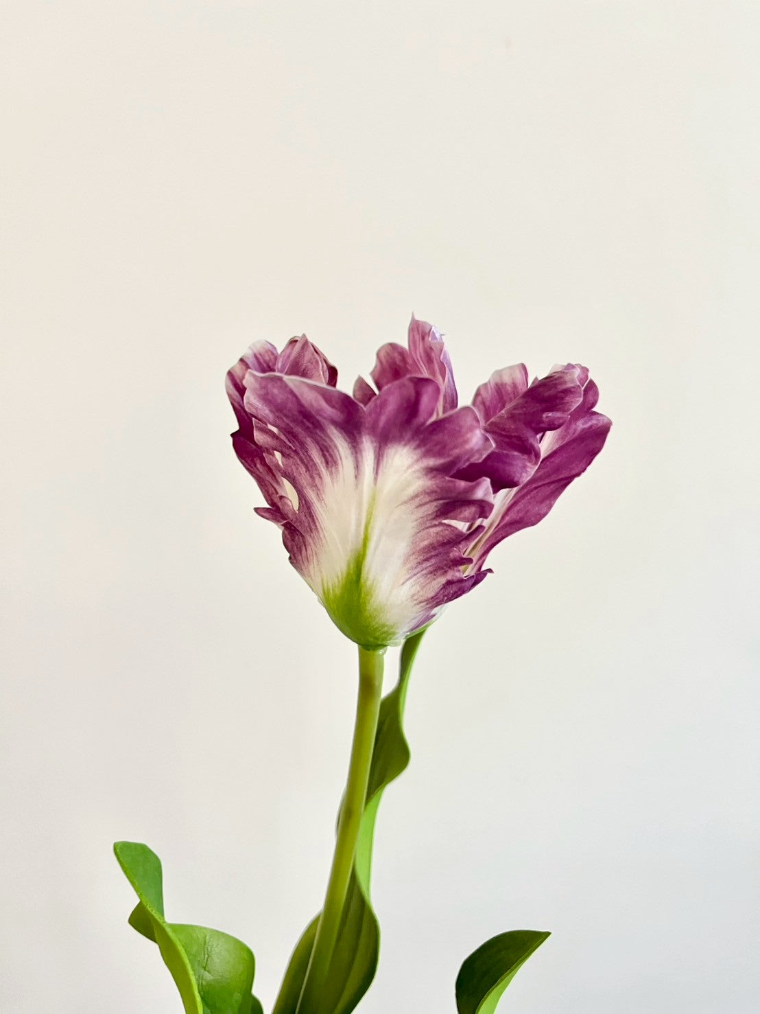 オウムチューリップ　パープル