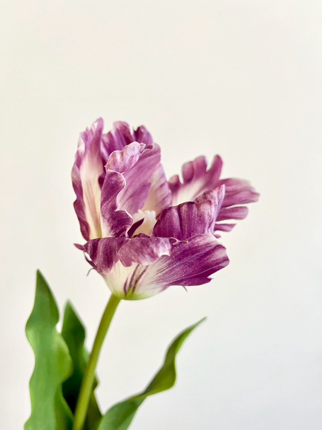 オウムチューリップ　パープル