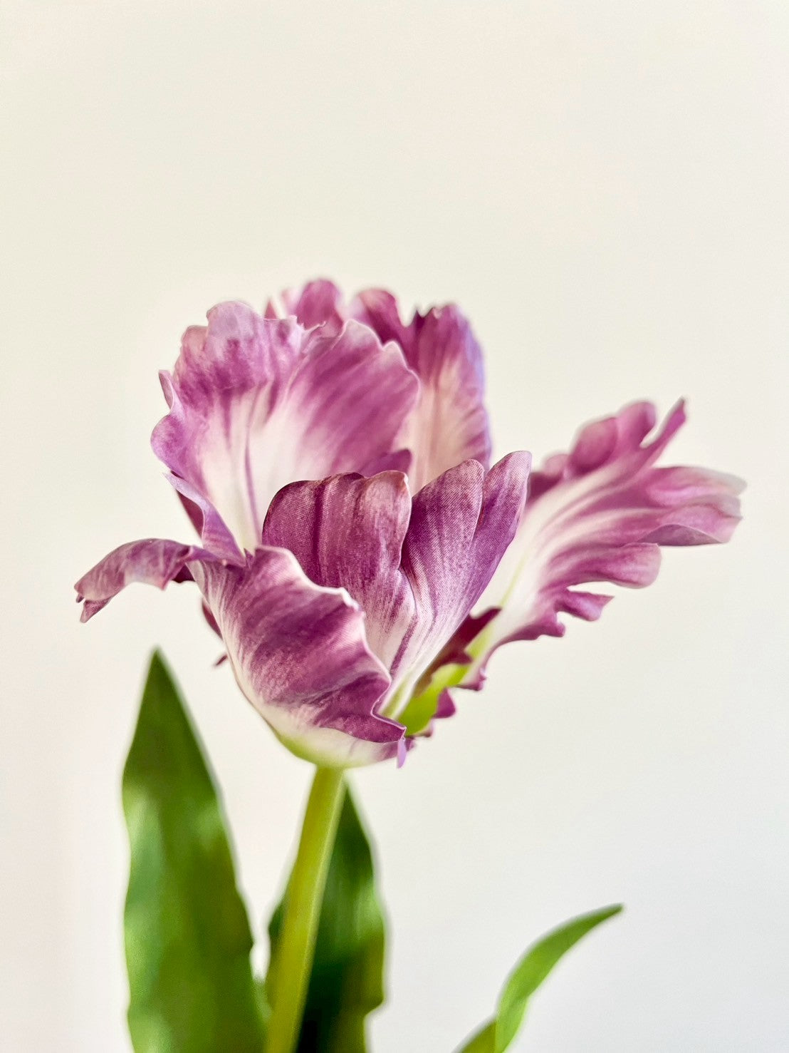 オウムチューリップ　パープル