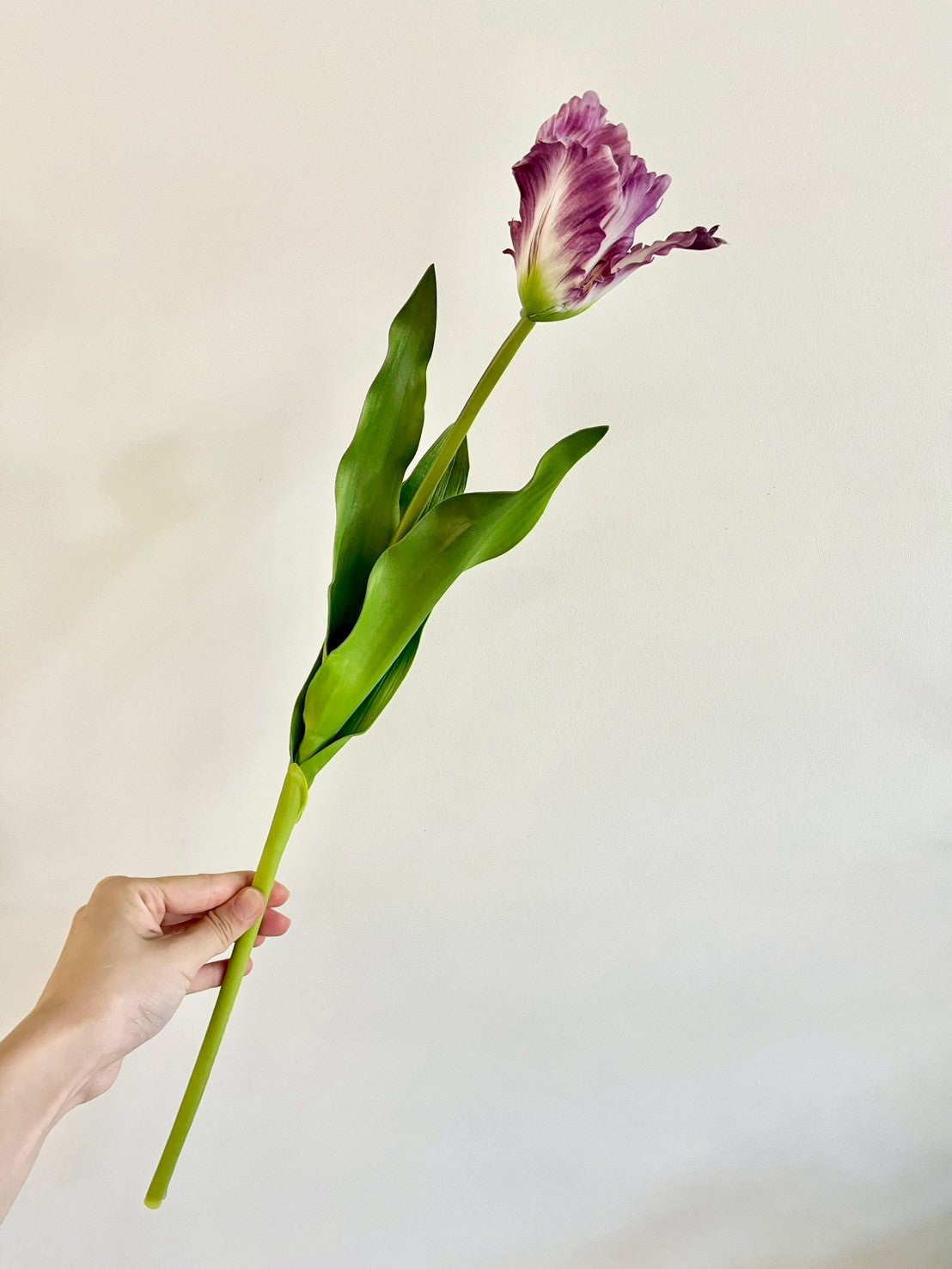 オウムチューリップ　パープル