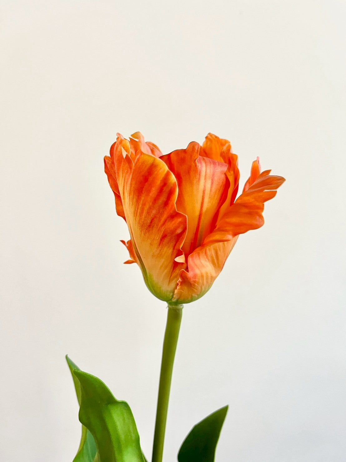 オウムチューリップ　オレンジ
