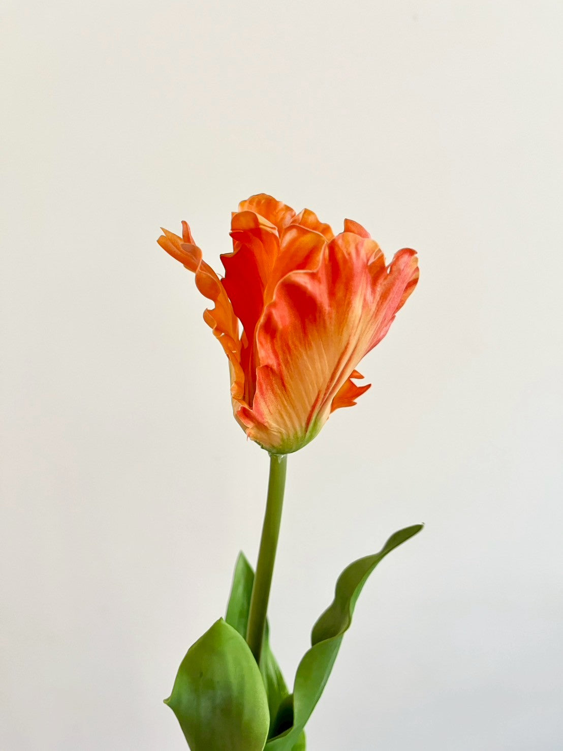 オウムチューリップ　オレンジ