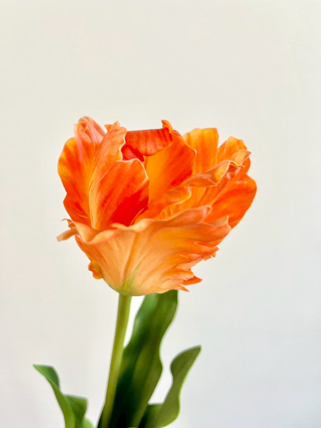 オウムチューリップ　オレンジ