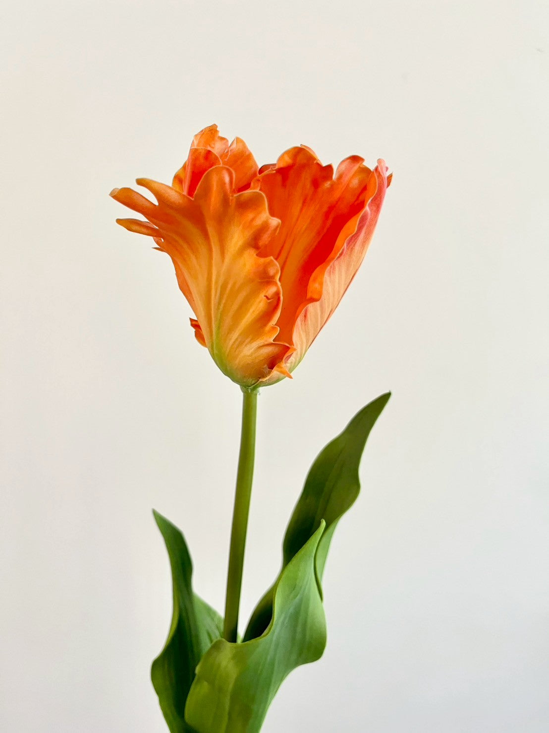 オウムチューリップ　オレンジ