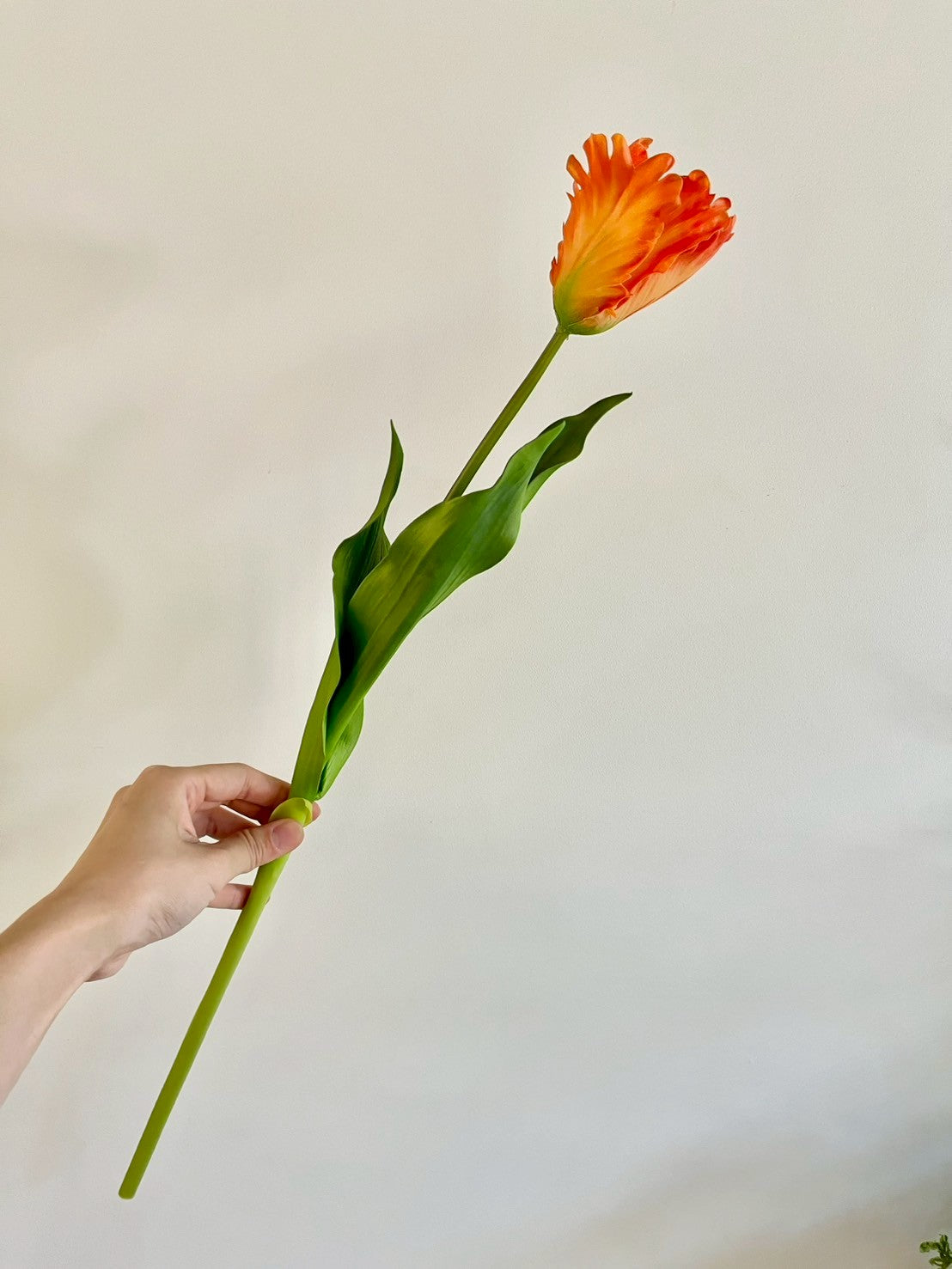 オウムチューリップ　オレンジ