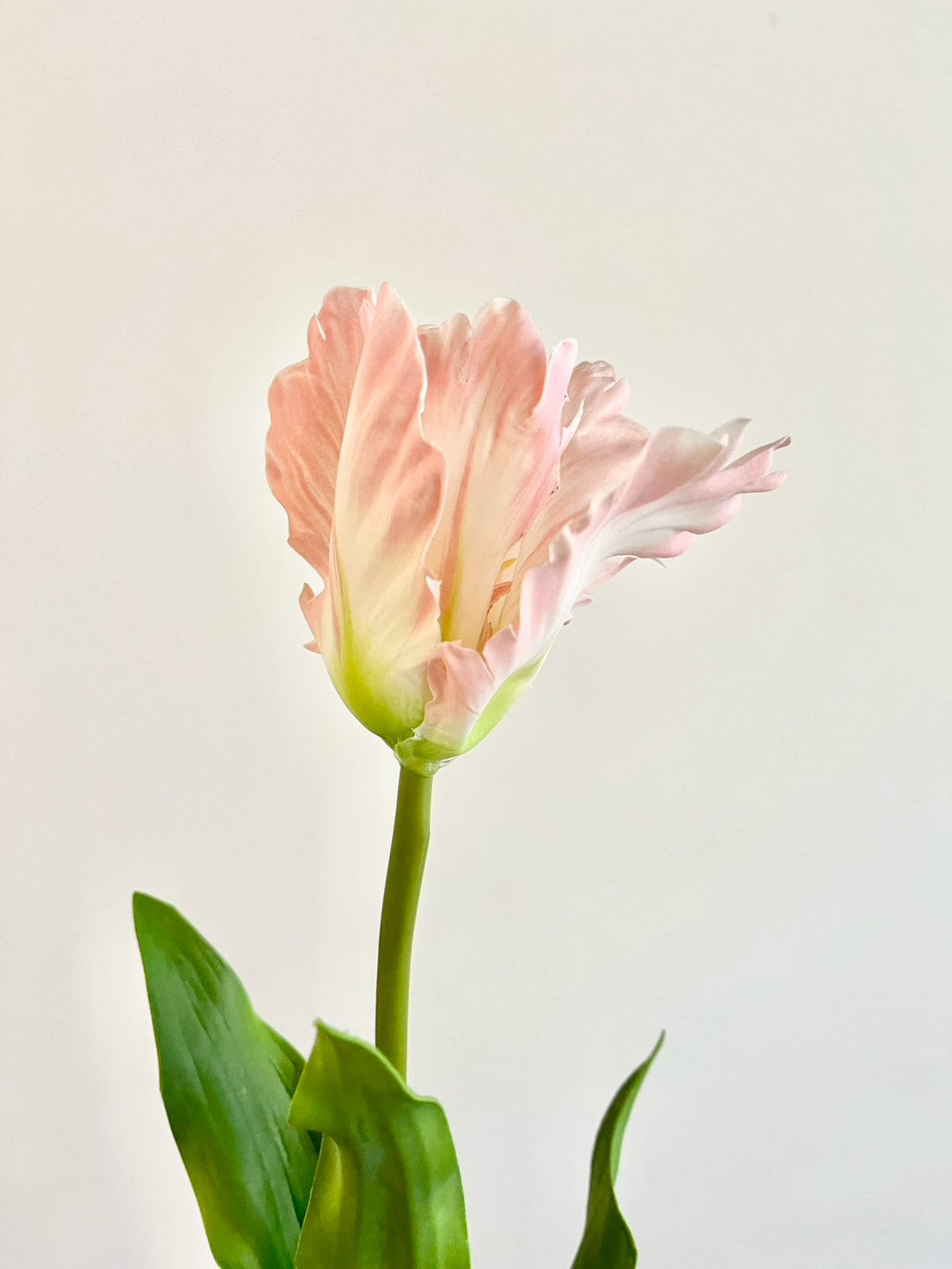 オウムチューリップ　ピンク