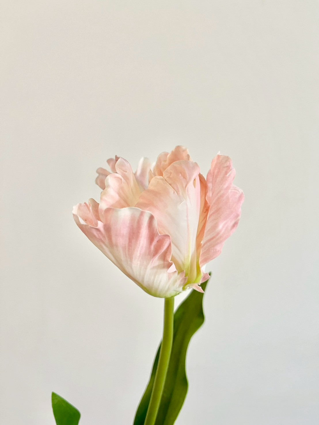 オウムチューリップ　ピンク