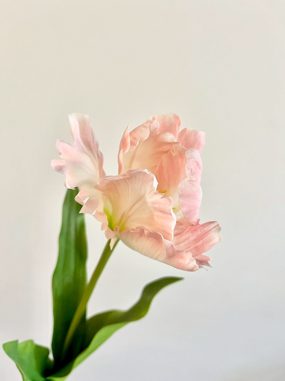 オウムチューリップ　ピンク