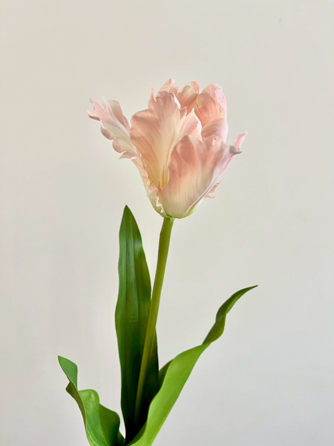 オウムチューリップ　ピンク