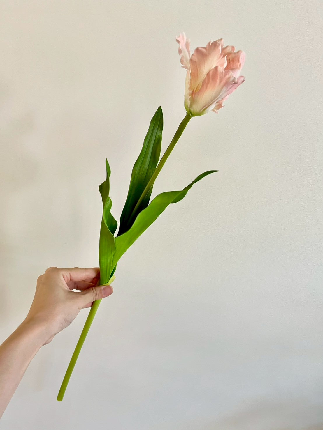 オウムチューリップ　ピンク