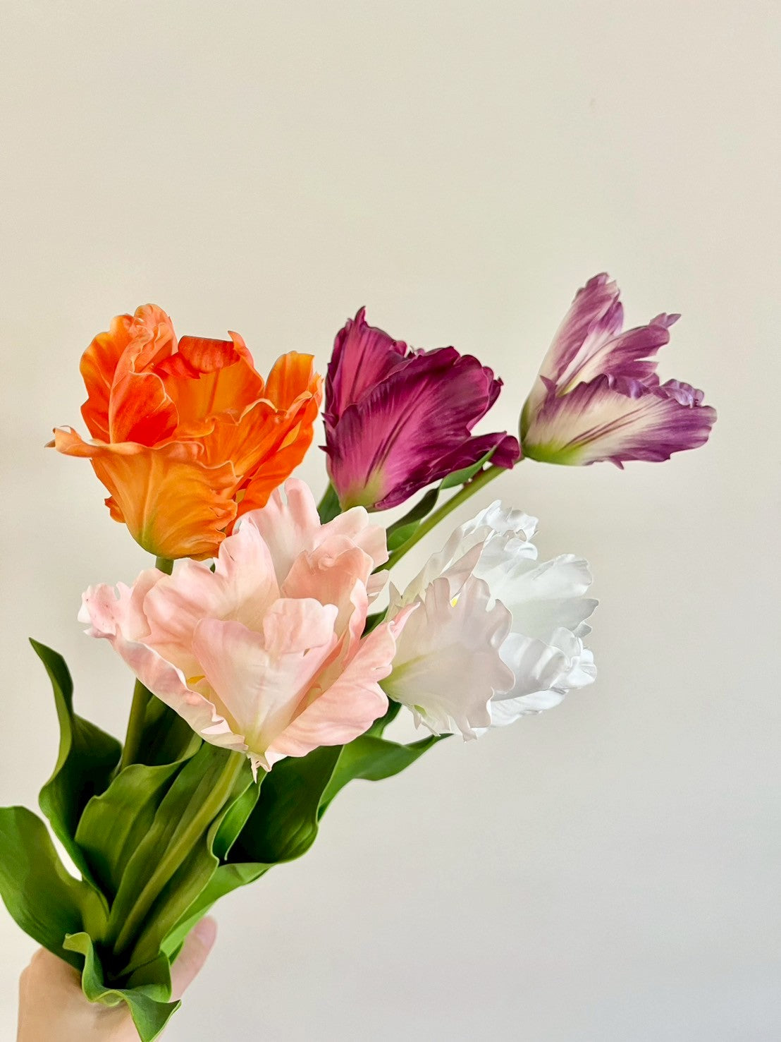 オウムチューリップ　ピンク