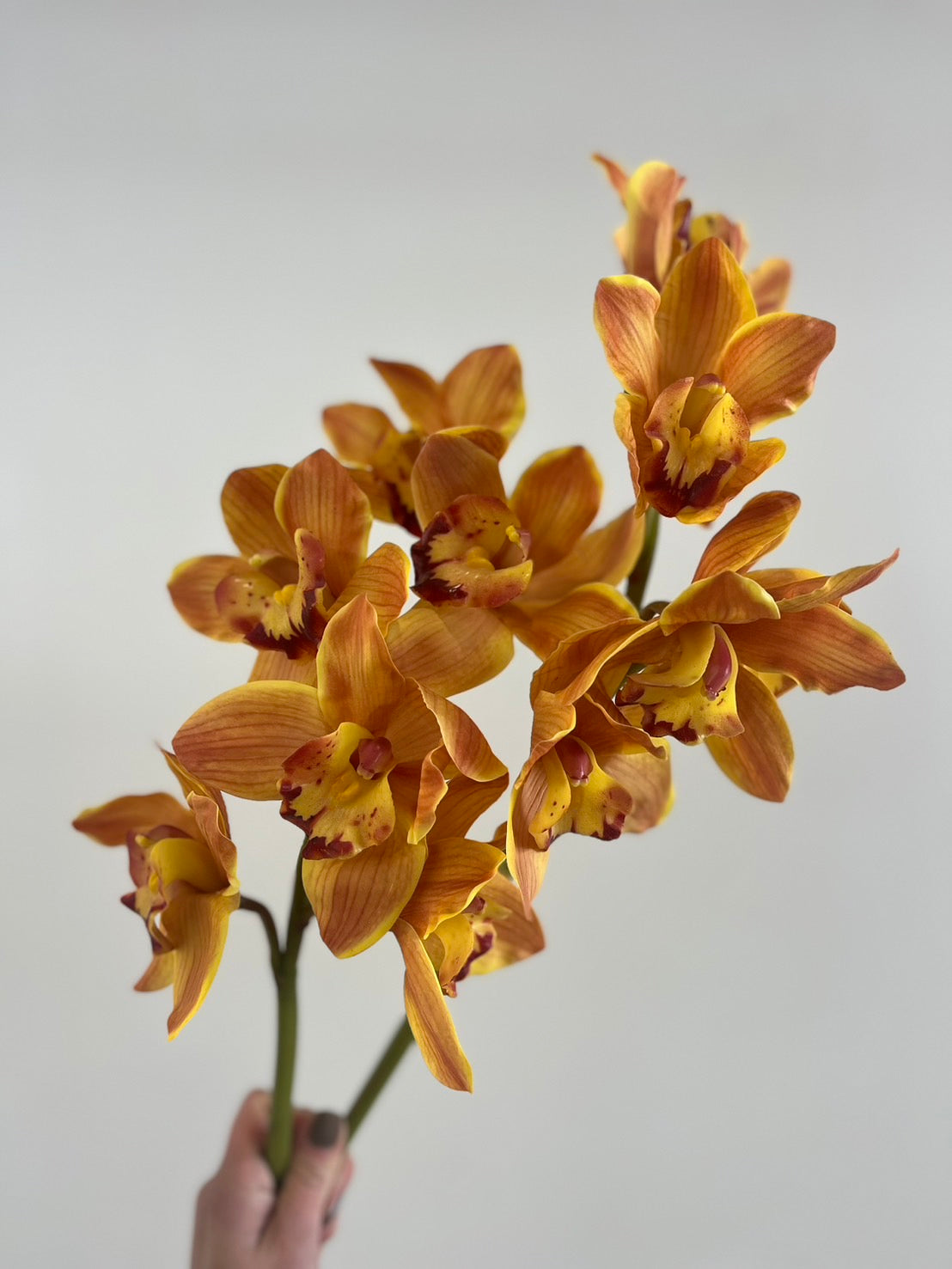 S__44392454_0.jpg?crop=center&